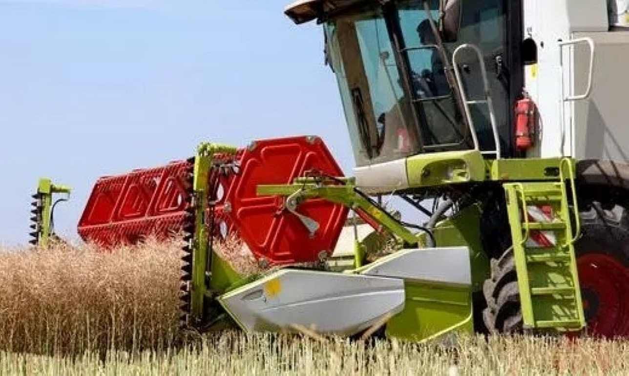 Урожай рапса в ЕС может покорить рекорд последних пяти лет - agroexpert.md