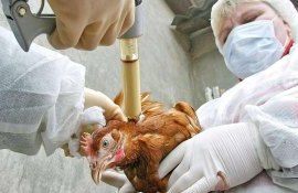 ВОЗЖ призвала к всеобщей вакцинации от птичьего гриппа - agroexpert.md
