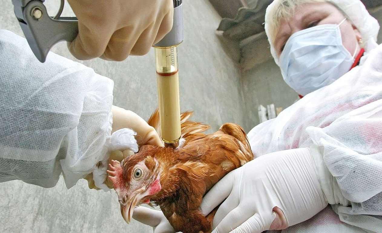 ВОЗЖ призвала к всеобщей вакцинации от птичьего гриппа - agroexpert.md