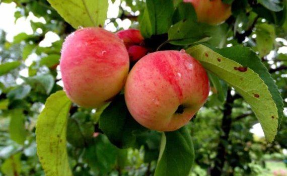 Влияние гербицидов на клещей энтомофагов в яблоневых садах - agroexpert.md