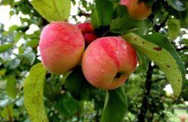 Влияние гербицидов на клещей энтомофагов в яблоневых садах - agroexpert.md