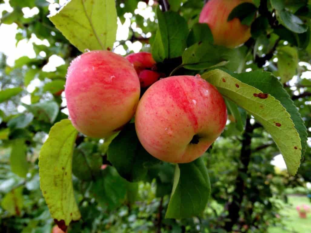 Влияние гербицидов на клещей энтомофагов в яблоневых садах - agroexpert.md