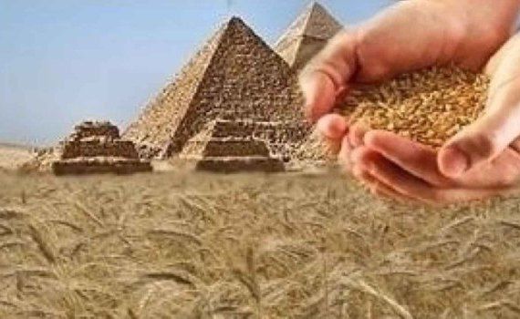 Египет откладывает оплату закупленных партий пшеницы - agroexpert.md