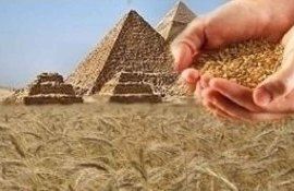 Египет откладывает оплату закупленных партий пшеницы - agroexpert.md