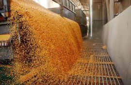 cereale grâu import - agroexpert.md