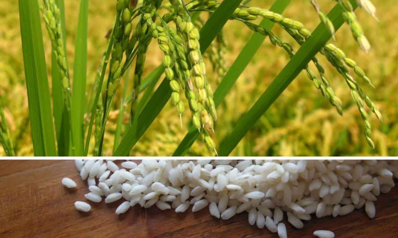 Рис может стать первым земным растением на Марсе - agroexpert.md   