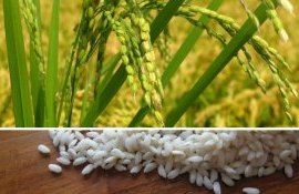 Рис может стать первым земным растением на Марсе - agroexpert.md   