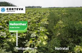 HELIANTHEX™– Soluția nr. 1 destinată combaterii buruienilor - agroexpert.md