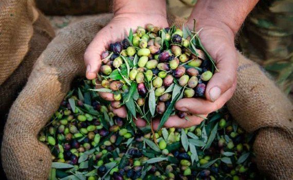 Выращивание оливок и авокадо в Португалии под запретом - agroexpert.md