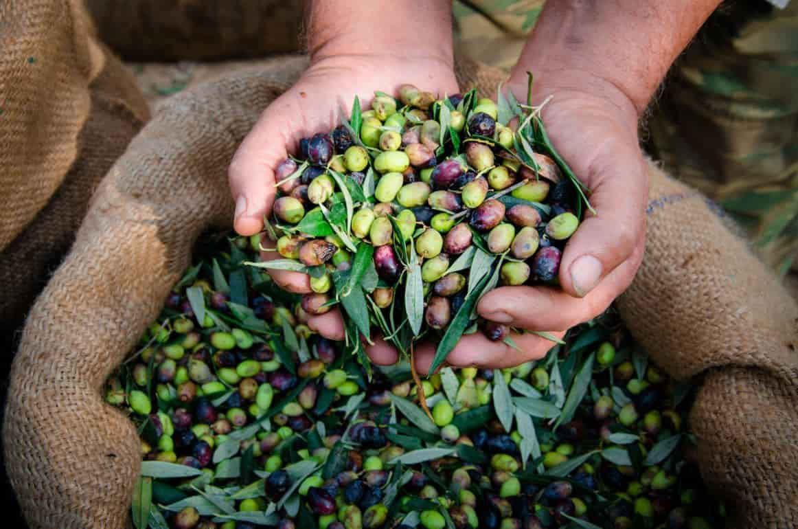Выращивание оливок и авокадо в Португалии под запретом - agroexpert.md