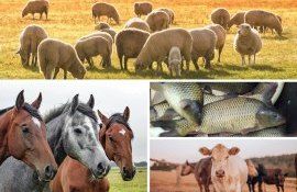 plăți directe în sectorul zootehnic - agroexpert.md
