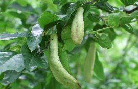 prun boli hurlup - agroexpert.md