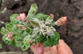 ANSA monitoring fitosanitar - agroexpert.md