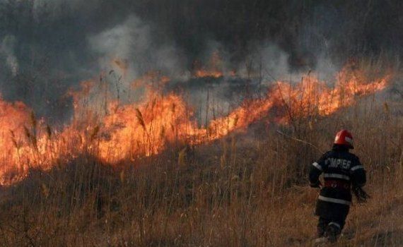 Cod galben incendiu - agroexpert.md