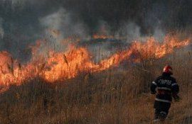 Cod galben incendiu - agroexpert.md
