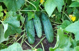castraveți gust amar - agroexpert.md