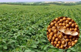Ученые высказали сомнение о пользе листовых удобрений для сои - agroexpert.md