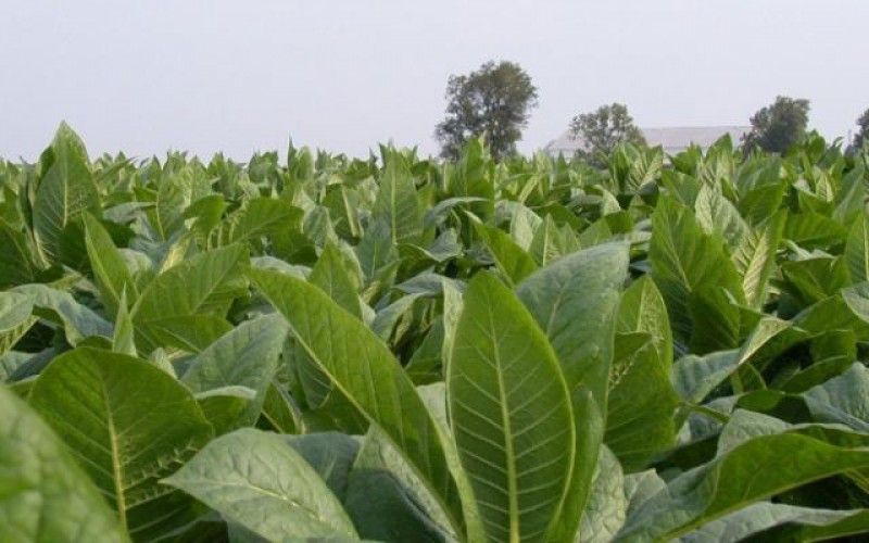 tutun cultivare - agroexpert.md