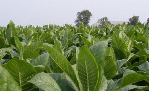 tutun cultivare - agroexpert.md
