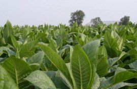 tutun cultivare - agroexpert.md