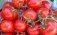 Топ-20 мировых экспортеров томатов в 2022 году - agroexpert.md