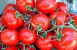 Топ-20 мировых экспортеров томатов в 2022 году - agroexpert.md