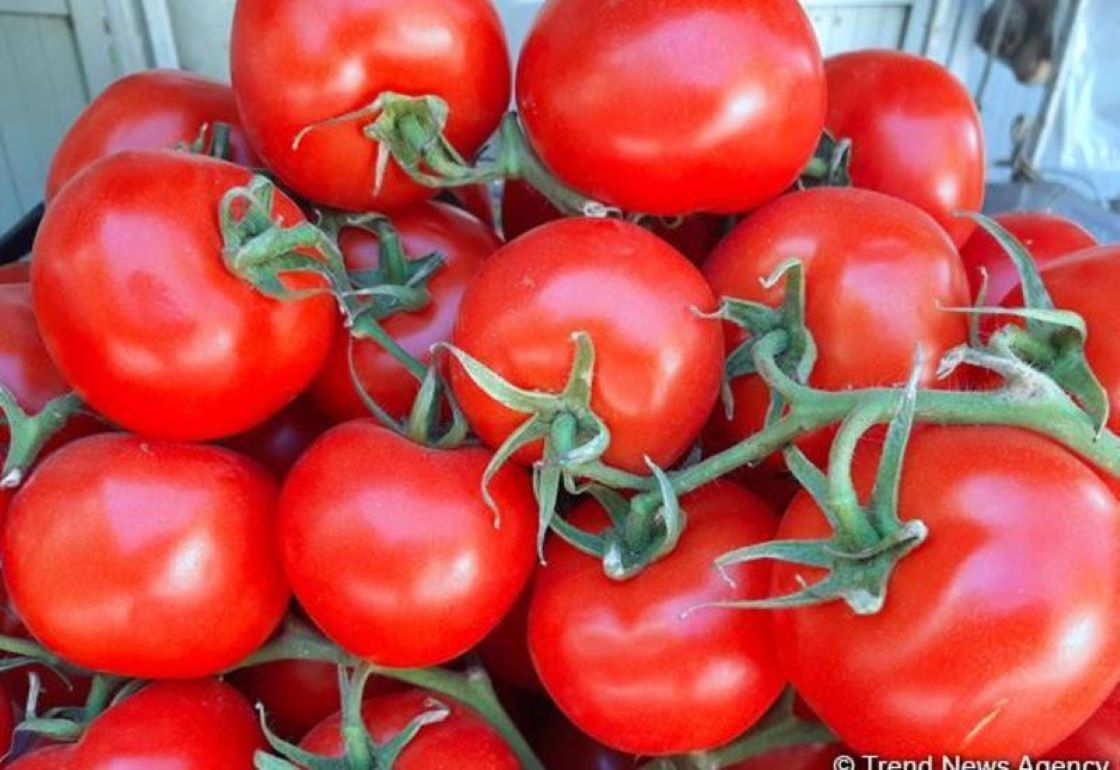 Топ-20 мировых экспортеров томатов в 2022 году - agroexpert.md