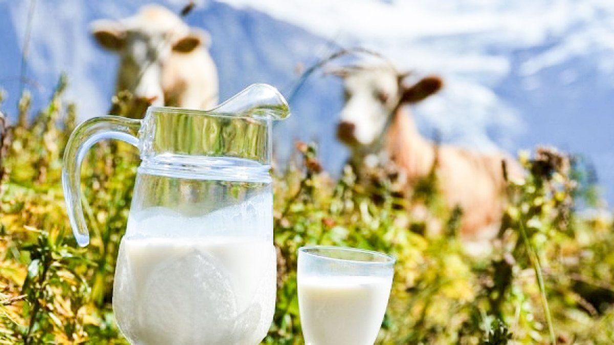 lapte oaie capră - agroexpert.md