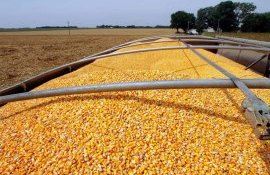 В Молдову за май из Украины импортировано 10 грузовиков с кукурузой - agroexpert.md