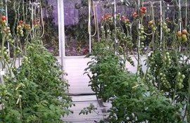 Помидоры и огурцы вверх ногами изменяют подход к тепличному выращиванию - agroexpert.md   