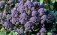 Полностью фиолетовая капуста брокколи создана испанскими селекционерами - agroexpert.md   