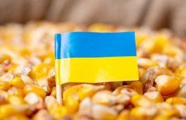Porumb Ucraina Forța Fermierilor - agroexpert.md