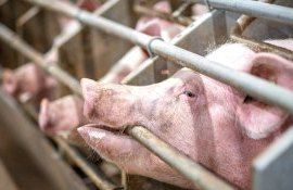 grăsimi animale aviație - agroexpert.md