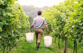angajați în agricultură - agroexpert.md