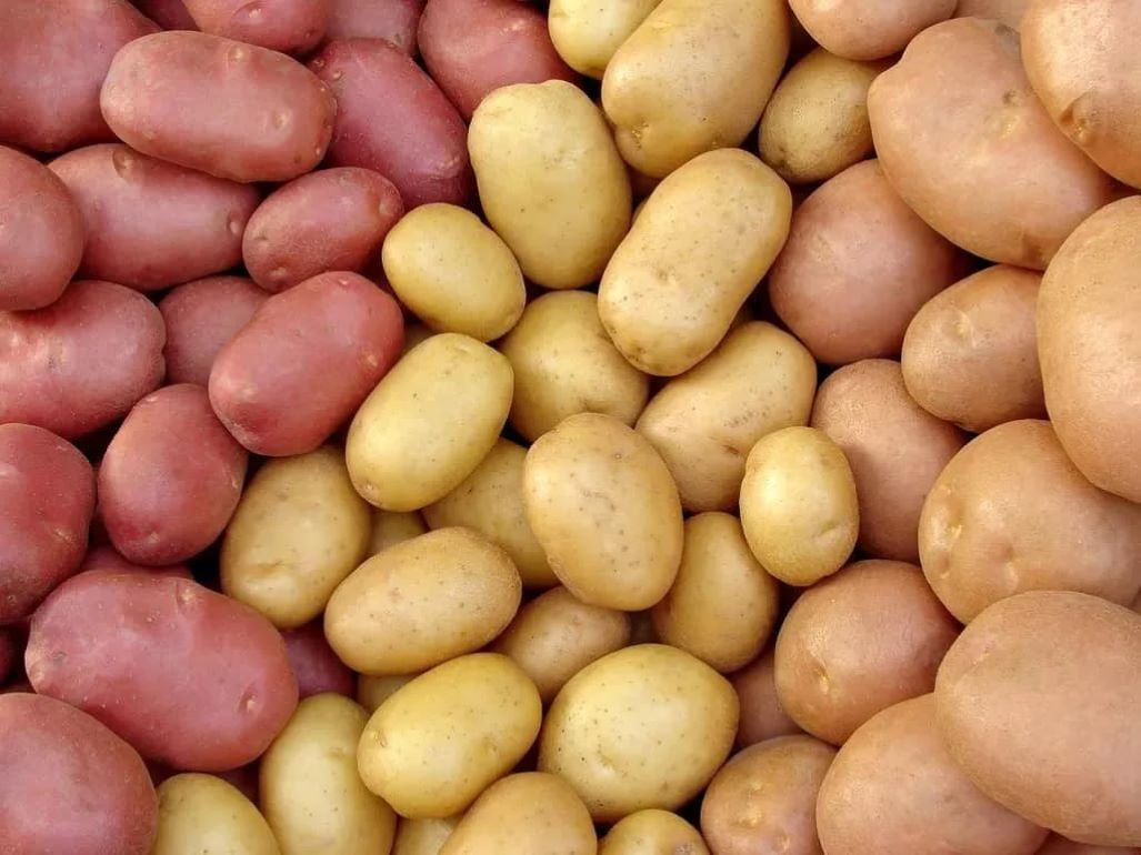 В Украине введен новый стандарт качества продовольственного картофеля - agroexpert.md