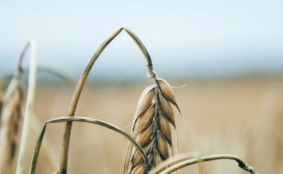 У итальянских производителей пшеницы непогода отняла урожай - agroexpert.md