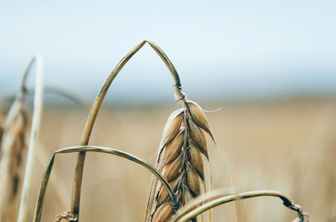 У итальянских производителей пшеницы непогода отняла урожай - agroexpert.md