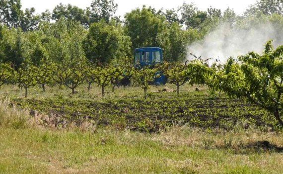 recoltă fructe piersic - agroexpert.md