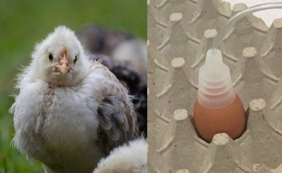 Ученые научились определять по запаху пол цыплят в яйце - agroexpert.md