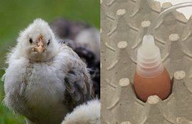 Ученые научились определять по запаху пол цыплят в яйце - agroexpert.md