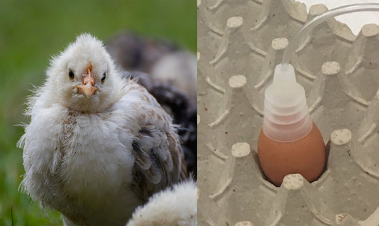 Ученые научились определять по запаху пол цыплят в яйце - agroexpert.md