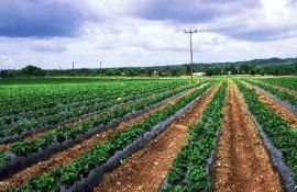 Plastic Agricultură - Agroexpert.md