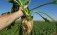 Германия стала лидером по площадям сахарной свеклы в Европе - agroexpert.md