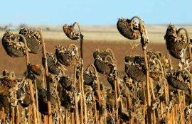 Особенности применения десикантов на подсолнечнике - agroexpert.md