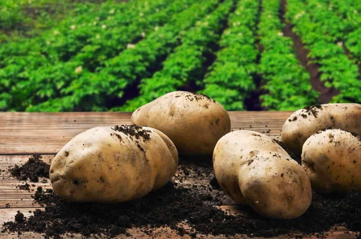 Европейский картофельный сектор под давлением погодных условий - agroexpert.md
