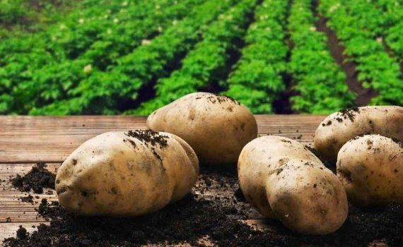 Европейский картофельный сектор под давлением погодных условий - agroexpert.md