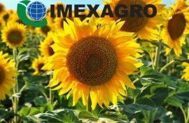 ORGANSA, SC - защитит ваш подсолнечник от нежелательных гостей - agroexpert.md