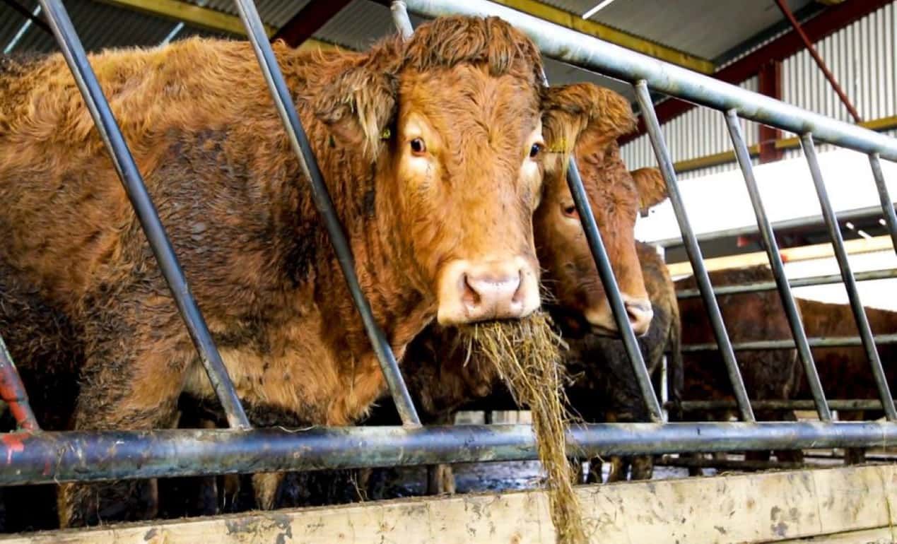 Производство говядины в Европе падает – Rabobank - agroexpert.md
