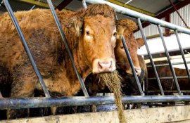 Производство говядины в Европе падает – Rabobank - agroexpert.md
