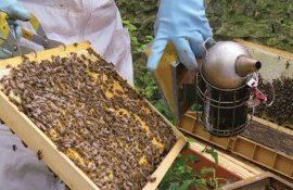 albine BeeProtect - Agroexpert.md